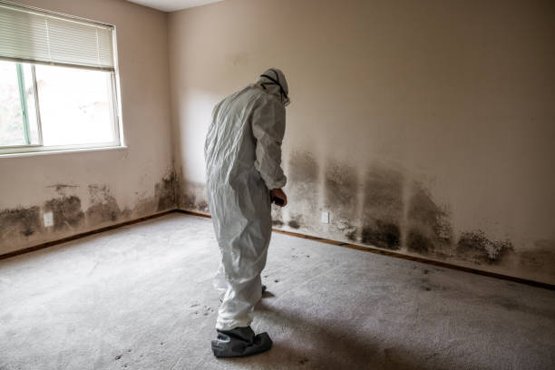 Best Attic Mold Removal  in Schwenksville, PA