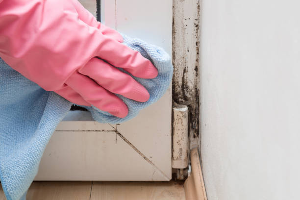 Home Mold Removal in Schwenksville, PA